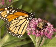 Bee and butterfly gardening Bee and butterfly gardening