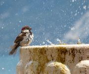 Bird feeding