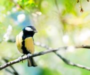 Looking after garden birds