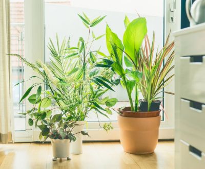 3 easy-to-care-for houseplants that are good for your health