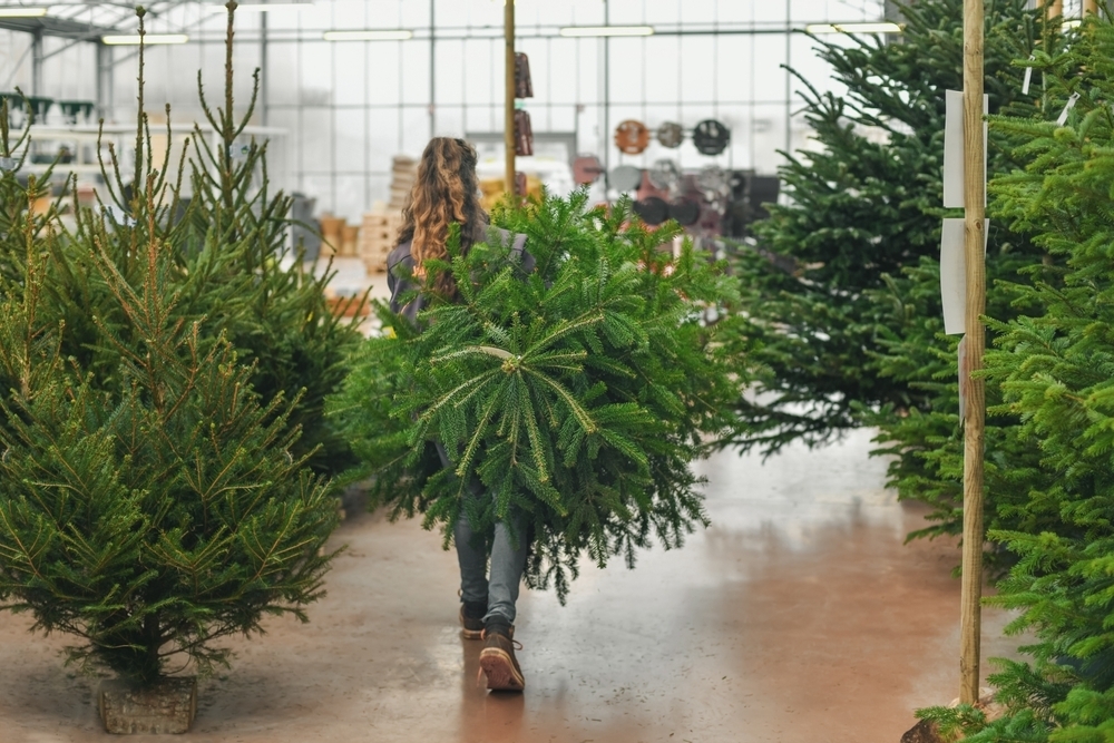 Choosing a British Grown Christmas Tree Pugh's Garden Centres