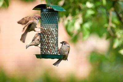 Feeding Garden Birds Safely This Summer