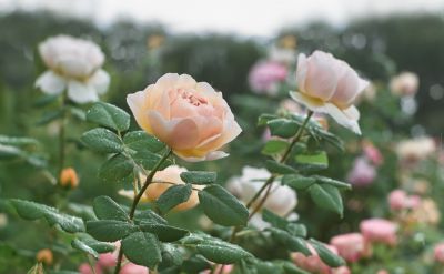 Flower of the month January: Rose