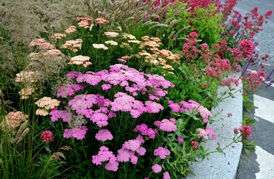 Hardy plants for your garden