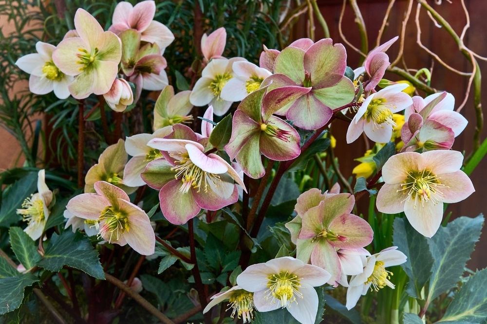 Hellebore the Christmas Rose Pugh's Garden Centres