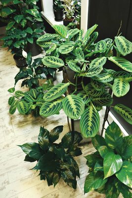 House plant Care guide - Pothos | Philodendron | Alocasia