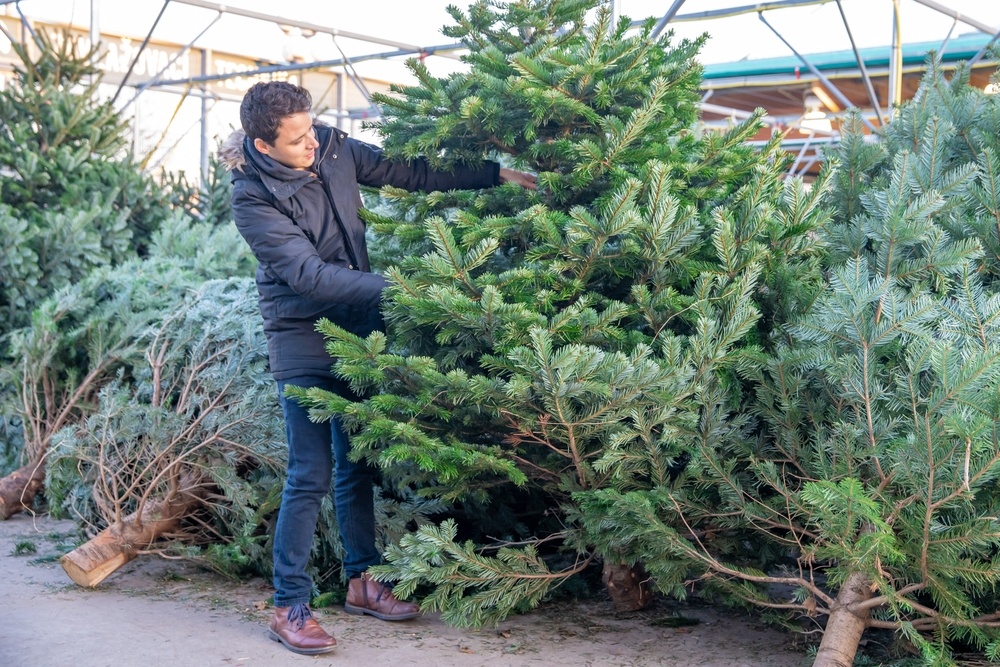 How to choose the right Christmas tree Pugh's Garden Centres