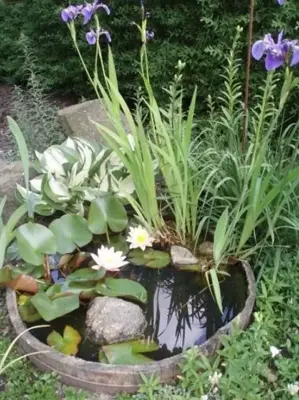 How to Create a Beautiful Mini Water Garden at Home