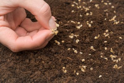 Left-over seeds