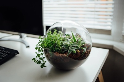 Make your own terrarium