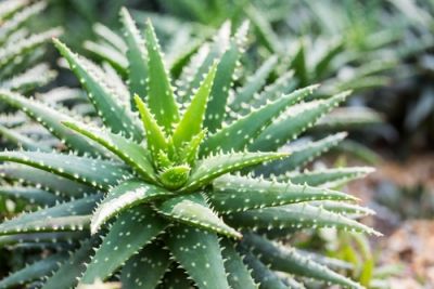 Plant of the Week: Aloe Vera