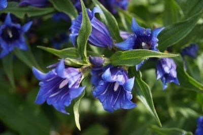 Plant of the Week: Gentian