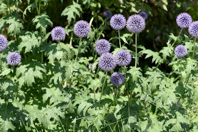 Planting for year-round colour