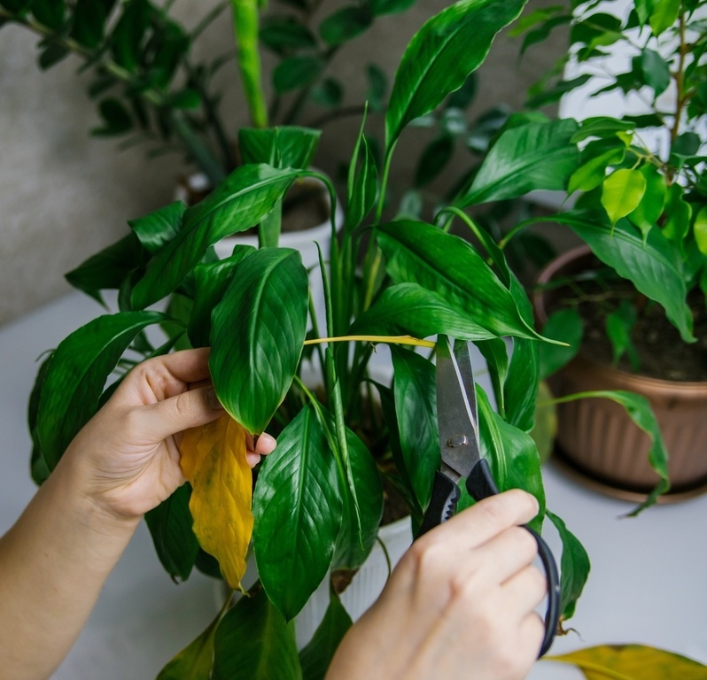 lively root money tree Money Tree | Indoor Plants