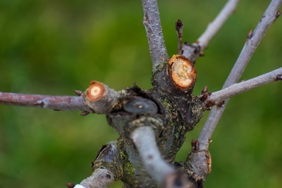 Pruning in autumn