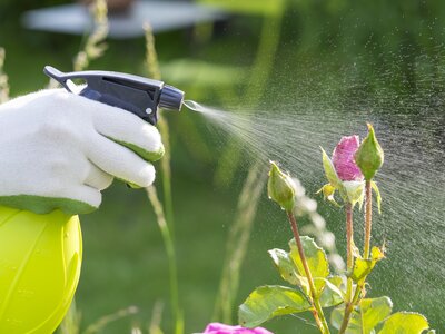 Natural pest deterrents