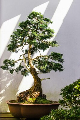 Successful ways to grow Bonsai