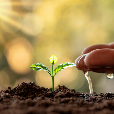 Sustainable watering for your plants