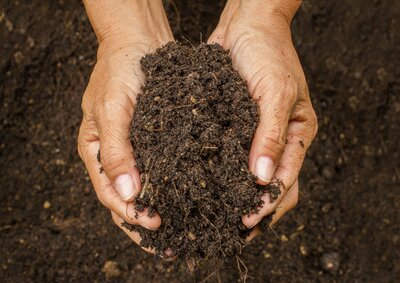 Working with nature to improve your soil - and help your plants!