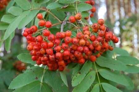 Trees for year-round colour - Pugh's Garden Centres