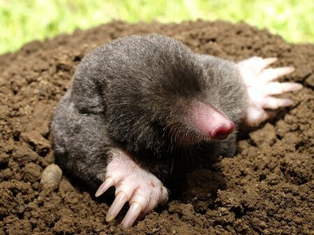 Managing moles