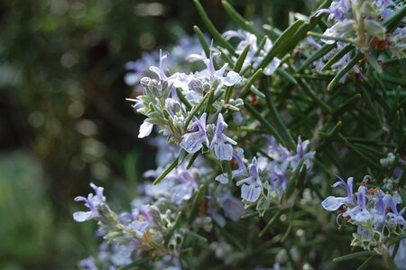 Grow your own bouquet garni