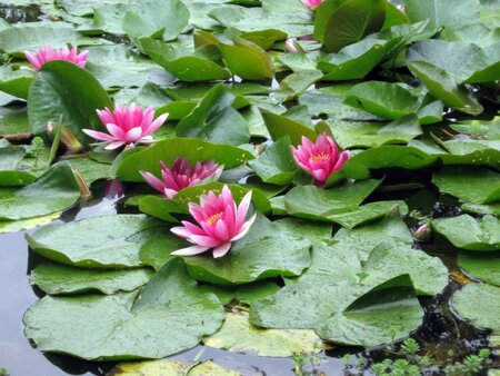 Pond ecosystems