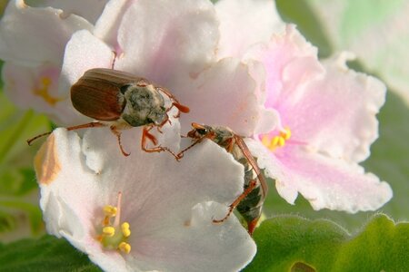 Keeping pests away naturally