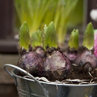 Pots of pleasure