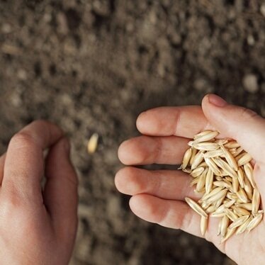 Storing seeds