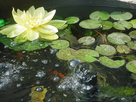 Building a pond