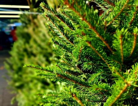 Christmas at Pugh's - Real Christmas Trees