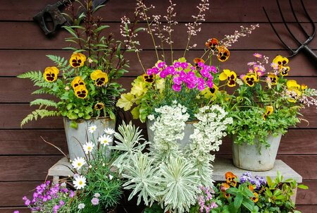 Container plants