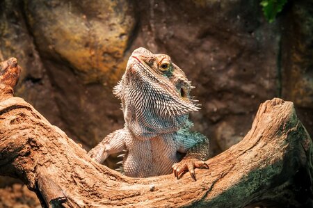 Dragon Reptiles - Radyr