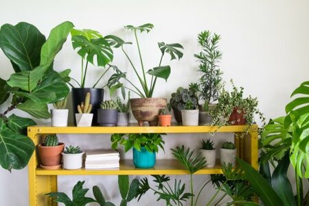 Houseplants