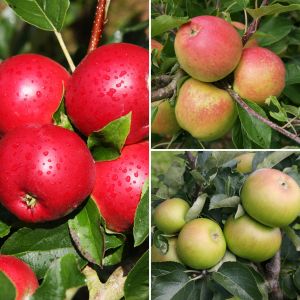 Apple (Malus) Bramley 20/Christmas P/Scrumptious(Family)