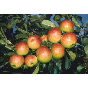 Apple (Malus) James Grieve