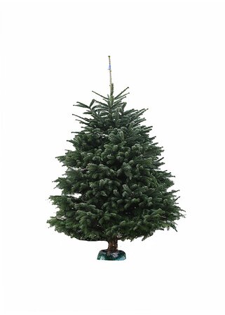 Emerald Nordmann Fir 200-240 cm CUT