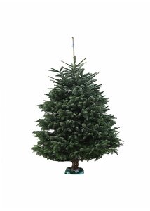 Emerald Nordmann Fir 200-240 cm CUT