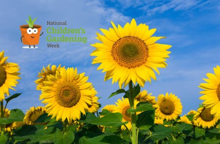 Free Sunflower Planting Activity at Pugh's Radyr