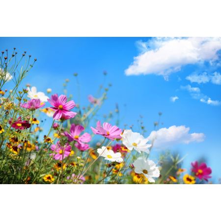 Corex Garden Backdrop - Spring Breeze