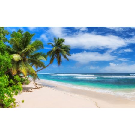 Corex Garden Backdrop - Tropical Beach Scene
