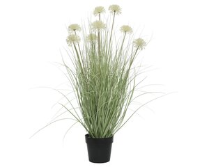 Large Decorative Grass Allium In Pot (1 metre high) - image 1