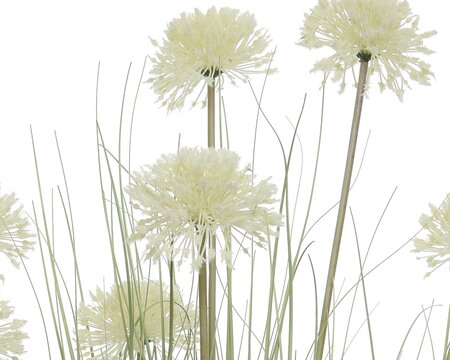 Large Decorative Grass Allium In Pot (1 metre high) - image 2