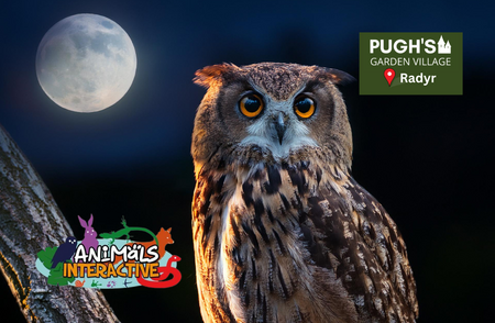 October Half Term, Owl Encounters (Radyr)
