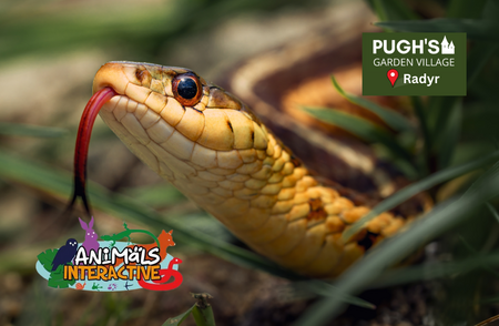October Half Term, Reptiles & Mini Beasts (Radyr)