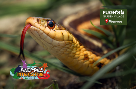 October Half Term, Reptiles & Mini Beasts (Wenvoe)