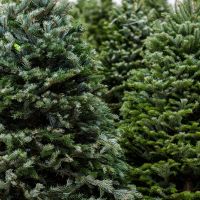 Real Christmas Trees