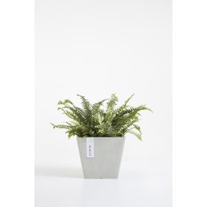 Pot Rotterdam