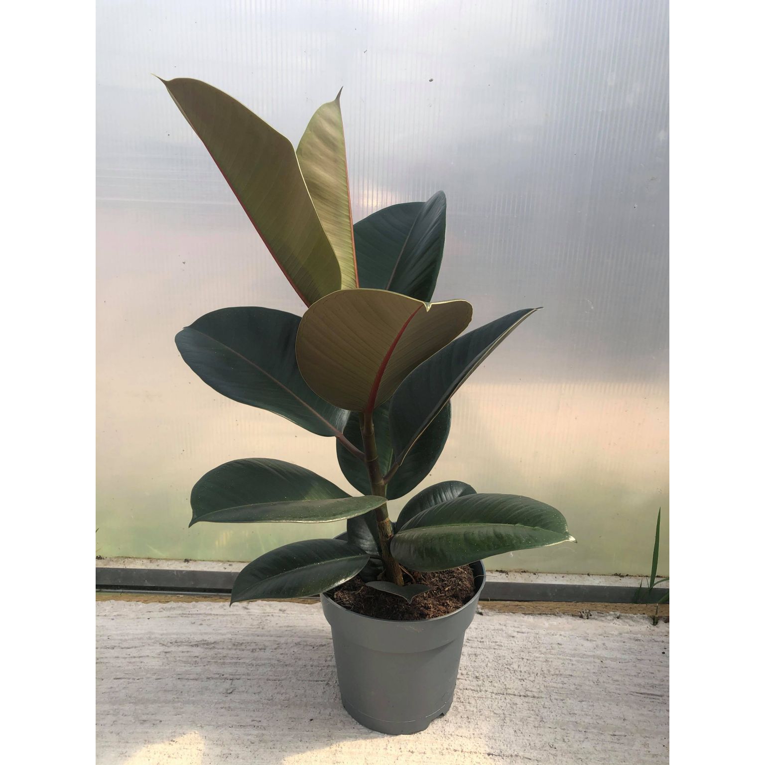 Rubber Plant (Ficus Elastica) Pugh's Garden Centres